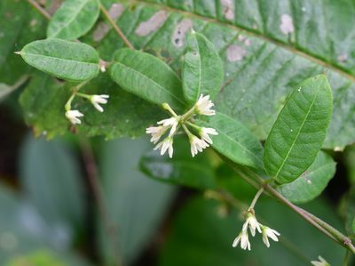 Metastelma schlechtendalii, photographed by Neptalí Ramírez Marcial