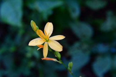 Echeandia breedlovei, photographed by Neptalí Ramírez Marcial