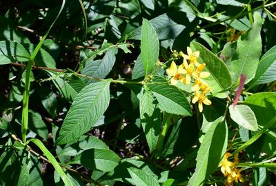 Electranthera mutica, photographed by Neptalí Ramírez Marcial