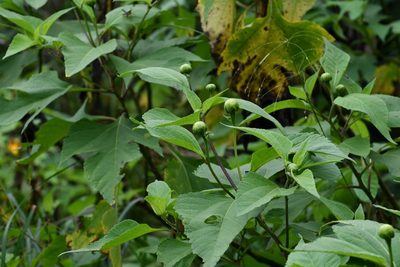Lasianthaea fruticosa, photographed by Neptalí Ramírez Marcial