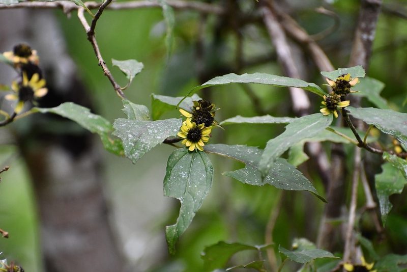 Philactis zinnioides, photographed by Neptalí Ramírez Marcial