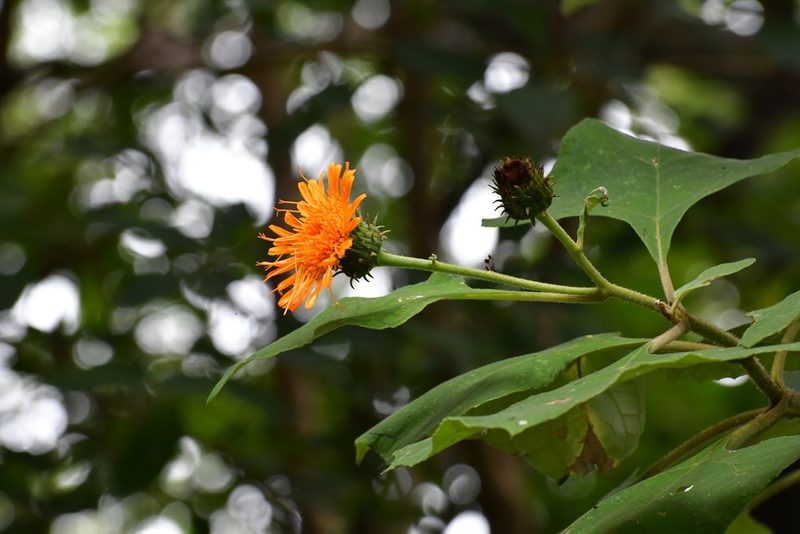 Sinclairia andrieuxii, photographed by Neptalí Ramírez Marcial