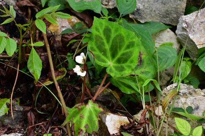 Begonia plebeja, photographed by Neptalí Ramírez Marcial