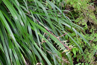 Pitcairnia breedlovei, photographed by Neptalí Ramírez Marcial