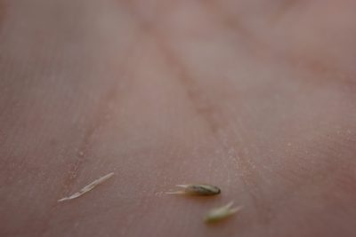 Sporobolus vaginiflorus, photographed by Henry "Nick" Robertson