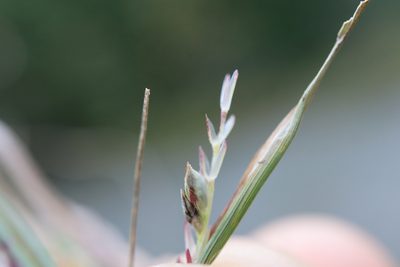 Sporobolus neglectus, photographed by Henry "Nick" Robertson