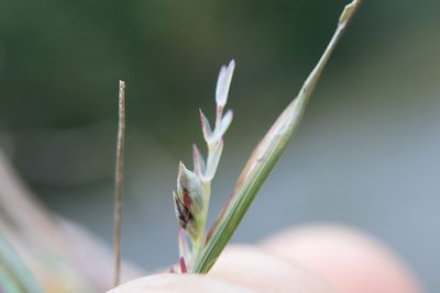 Sporobolus neglectus, photographed by Henry "Nick" Robertson