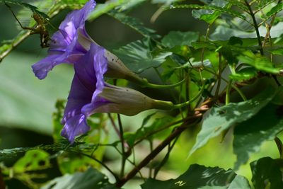 Ipomoea lindenii, photographed by Neptalí Ramírez Marcial