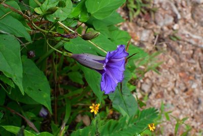 Ipomoea lindenii, photographed by Neptalí Ramírez Marcial