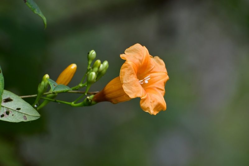 Ipomoea aurantiaca, photographed by Neptalí Ramírez Marcial
