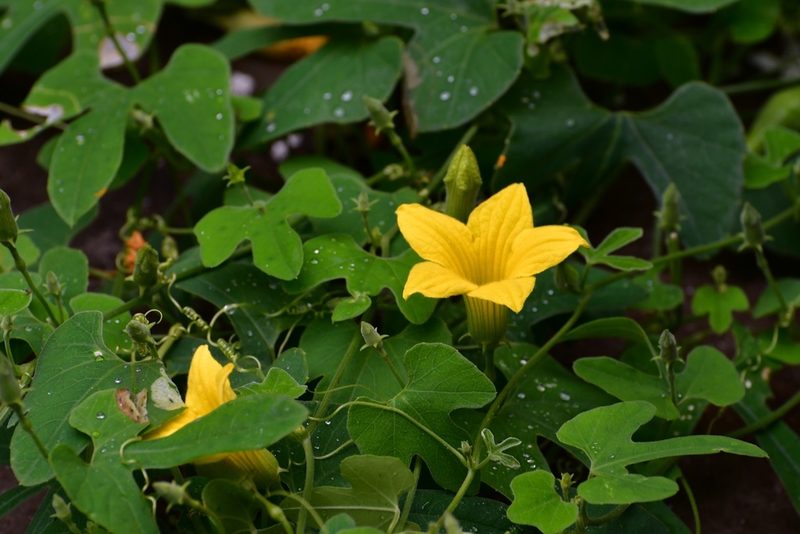 Schizocarpum longisepalum, photographed by Neptalí Ramírez Marcial