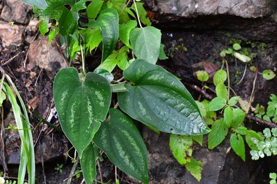 Dioscorea cyanisticta, photographed by Neptalí Ramírez Marcial