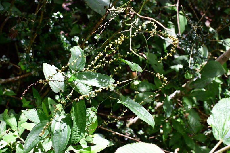 Dioscorea spiculiflora, photographed by Neptalí Ramírez Marcial