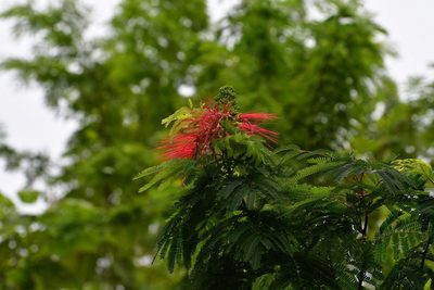 Calliandra calothyrsus, photographed by Neptalí Ramírez Marcial