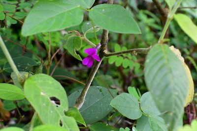 Cologania broussonetii, photographed by Neptalí Ramírez Marcial