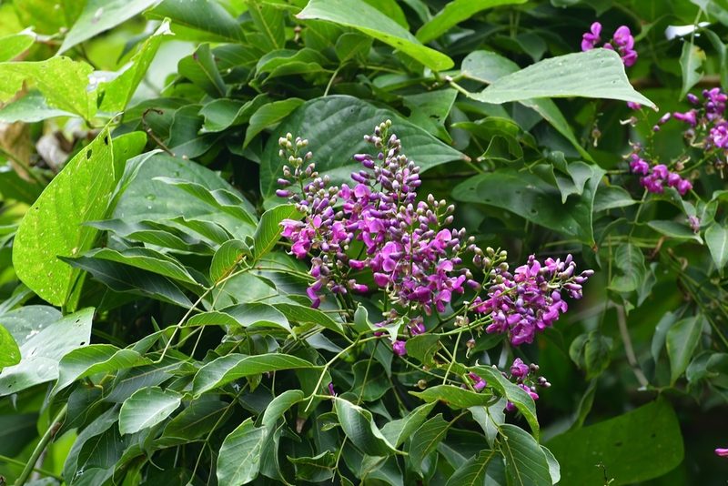 Lonchocarpus sumiderensis, photographed by Neptalí Ramírez Marcial