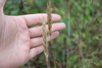 Elymus virginicus, photographed by Henry "Nick" Robertson