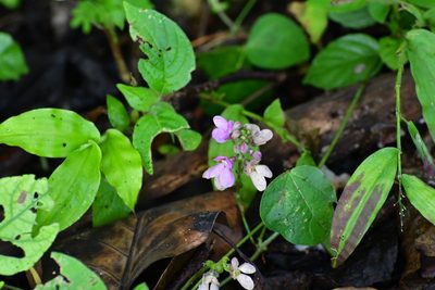 Phaseolus microcarpus, photographed by Neptalí Ramírez Marcial