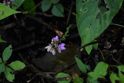 Phaseolus microcarpus, photographed by Neptalí Ramírez Marcial