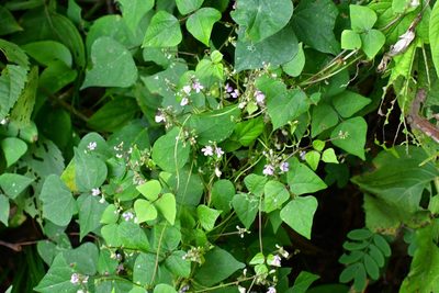 Phaseolus microcarpus, photographed by Neptalí Ramírez Marcial