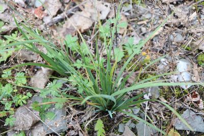 Sisyrinchium montanum, photographed by Henry "Nick" Robertson
