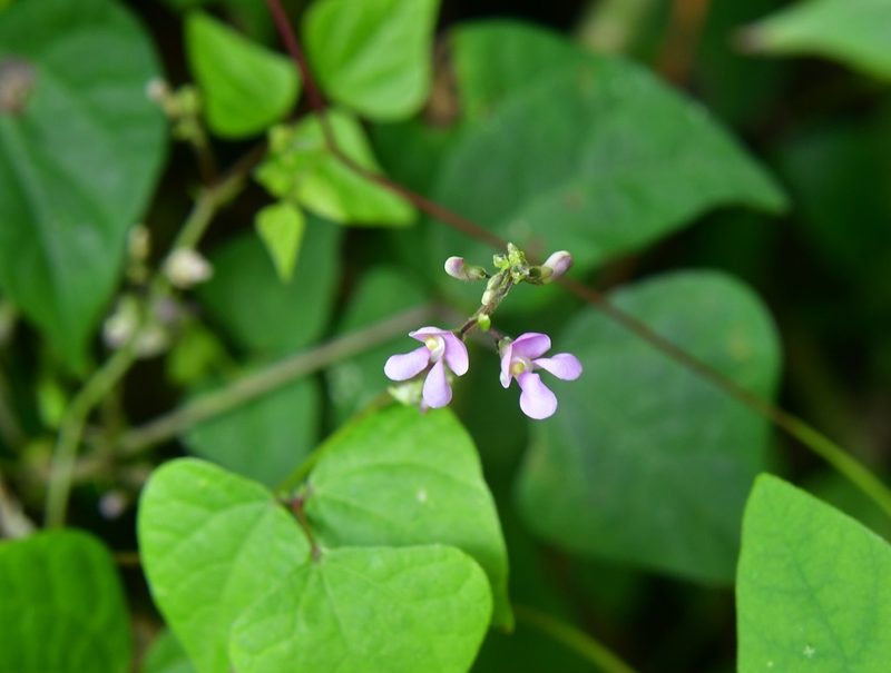 Phaseolus microcarpus, photographed by Neptalí Ramírez Marcial