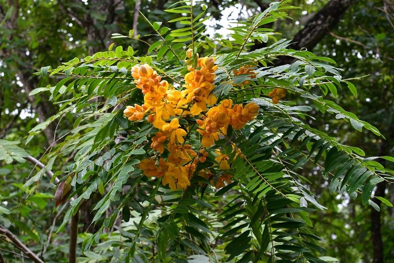 Senna nicaraguensis, photographed by Neptalí Ramírez Marcial