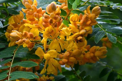 Senna nicaraguensis, photographed by Neptalí Ramírez Marcial