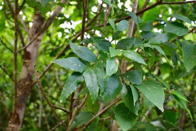 Fraxinus purpusii, photographed by Neptalí Ramírez Marcial