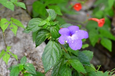 Achimenes longiflora, photographed by Neptalí Ramírez Marcial