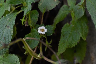 Achimenes warszewicziana, photographed by Neptalí Ramírez Marcial