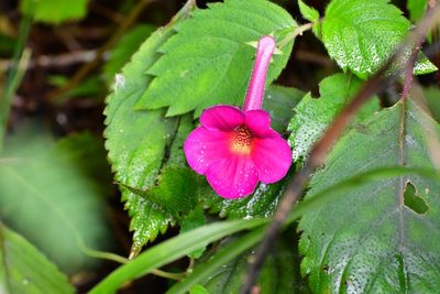 Achimenes skinneri, photographed by Neptalí Ramírez Marcial