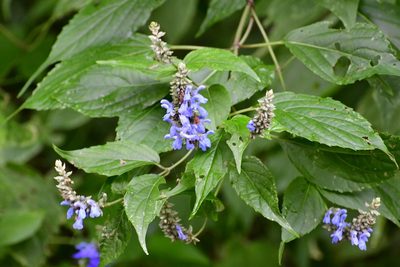 Salvia connivens, photographed by Neptalí Ramírez Marcial