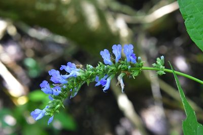 Salvia connivens, photographed by Neptalí Ramírez Marcial