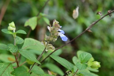 Salvia mocinoi, photographed by Neptalí Ramírez Marcial