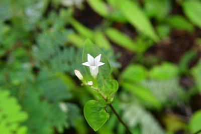 Spigelia humboldtiana, photographed by Neptalí Ramírez Marcial