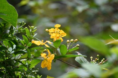 Aspicarpa hexandra, photographed by Neptalí Ramírez Marcial