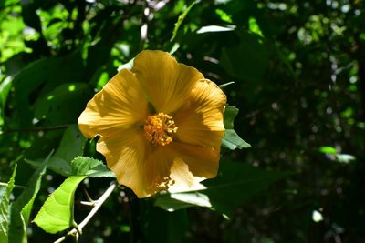 Dendrosida sharpiana, photographed by Neptalí Ramírez Marcial