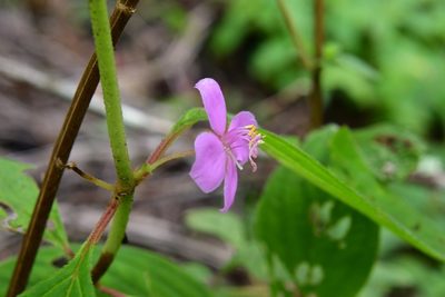 Heterocentron muricatum, photographed by Neptalí Ramírez Marcial