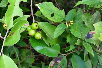 Eugenia capulioides, photographed by Neptalí Ramírez Marcial