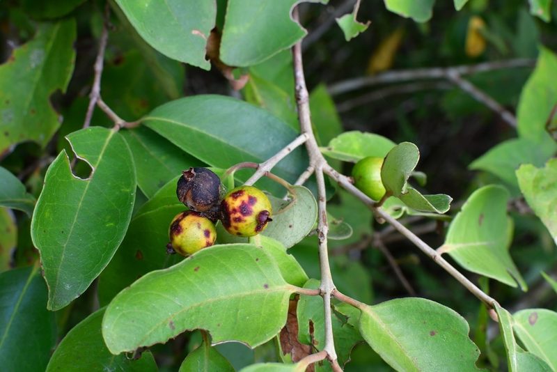 Eugenia capulioides, photographed by Neptalí Ramírez Marcial