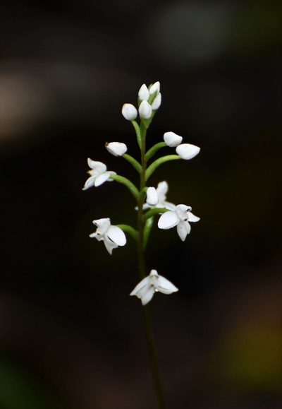 Cranichis cochleata, photographed by Neptalí Ramírez Marcial