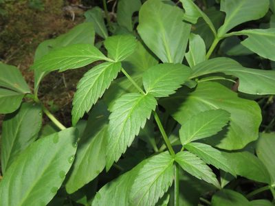 Angelica genuflexa, photographed by Erin Springinotic