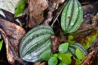 Cranichis cochleata, photographed by Neptalí Ramírez Marcial