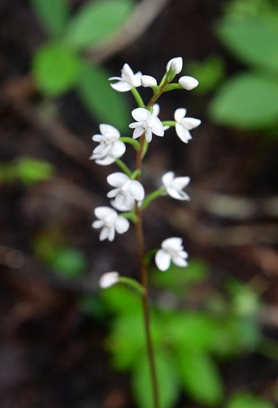 Cranichis cochleata, photographed by Neptalí Ramírez Marcial