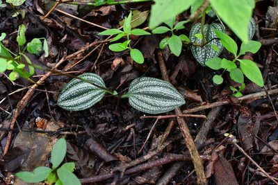 Cranichis cochleata, photographed by Neptalí Ramírez Marcial