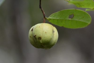 Phyllanthus grandifolius, photographed by Neptalí Ramírez Marcial