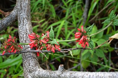 Russelia verticillata, photographed by Neptalí Ramírez Marcial