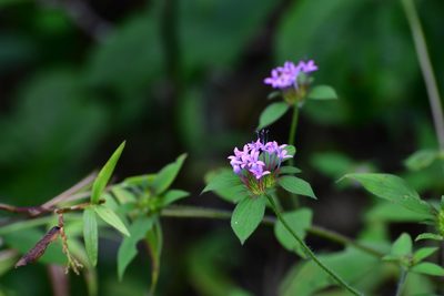 Crusea longiflora, photographed by Neptalí Ramírez Marcial