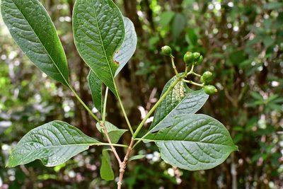 Eumachia microdon, photographed by Neptalí Ramírez Marcial